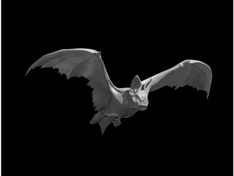 Image of Skin Bat