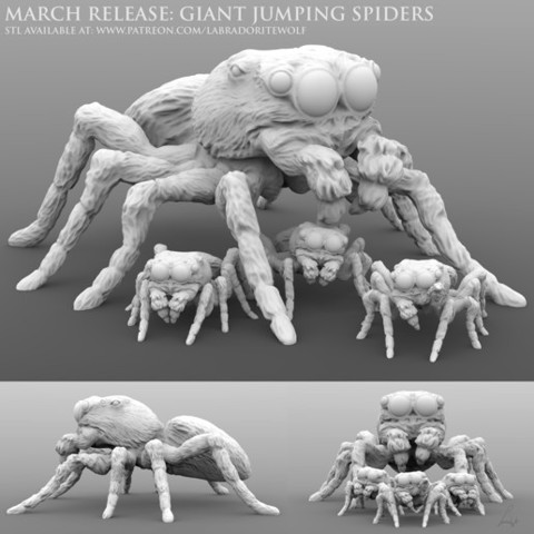 Image of Giant Jumping Spiders