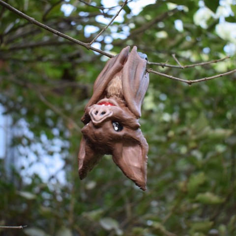Image of Vampire Bat