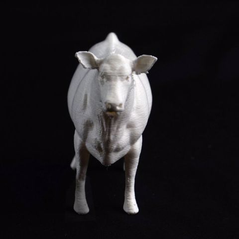 Image of cow angus
