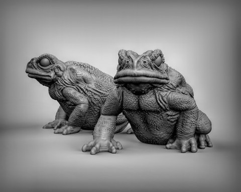 Image of Toads